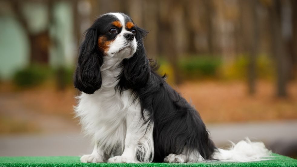 Cavalier King Charles Spaniel