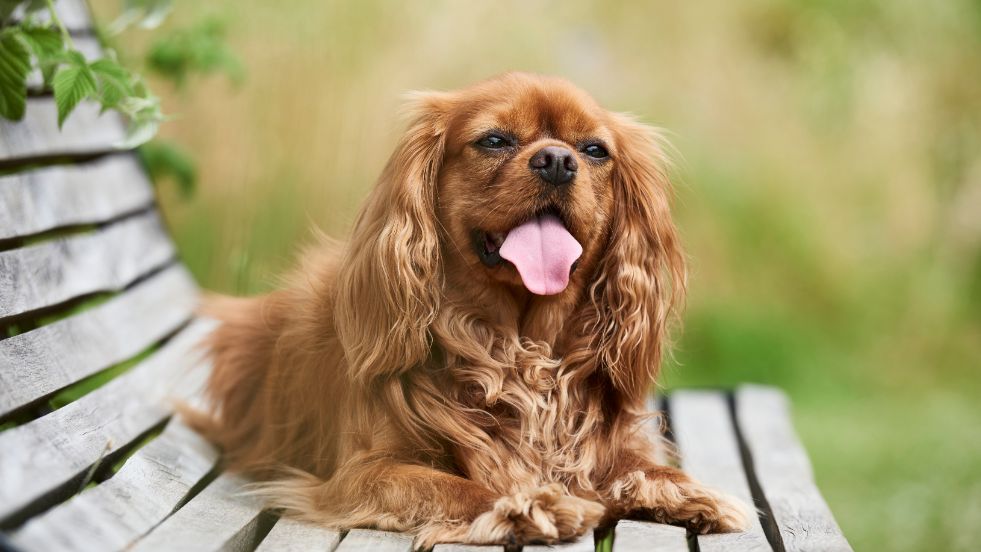 Cavalier King Charles Spaniel