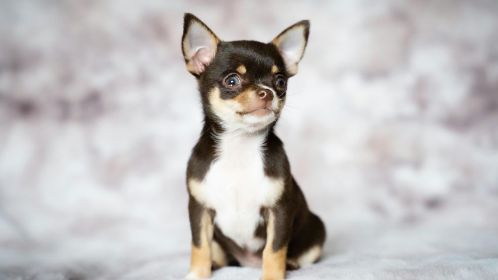 Chihuahua