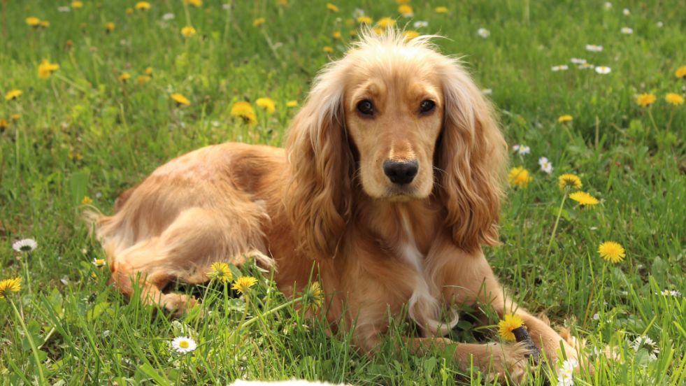 Cocker Spaniel 