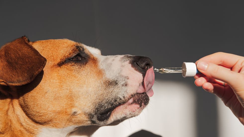 Coconut Oil for Dogs