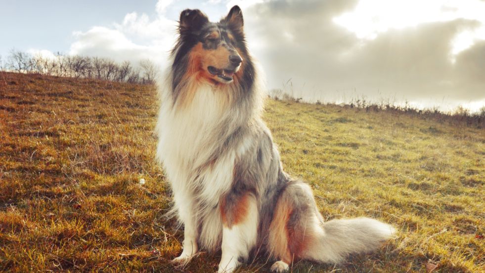 Collie
