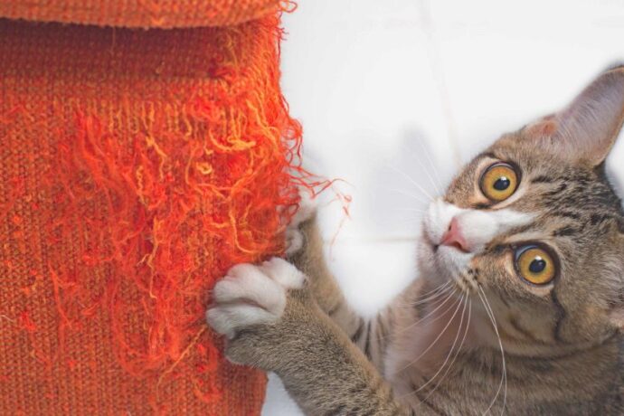 Common Cat Behavior Problems and How to Solve Them Fast