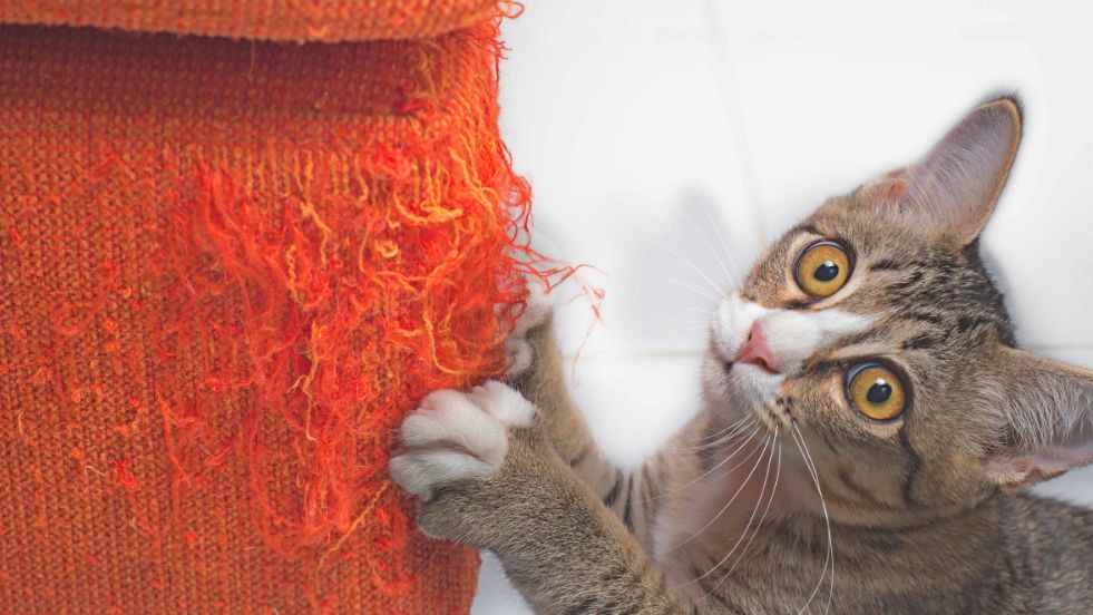 Common Cat Behavior Problems and How to Solve Them Fast