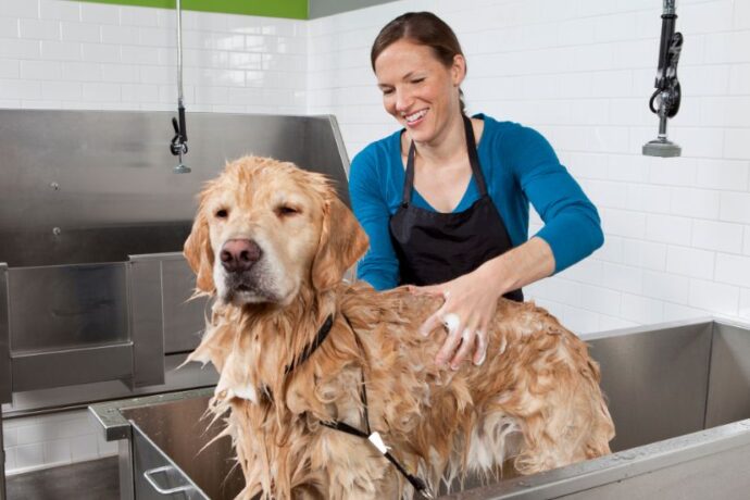 Dog Bath Time Tips to Make Bathing Your Pup Easier and Stress-Free