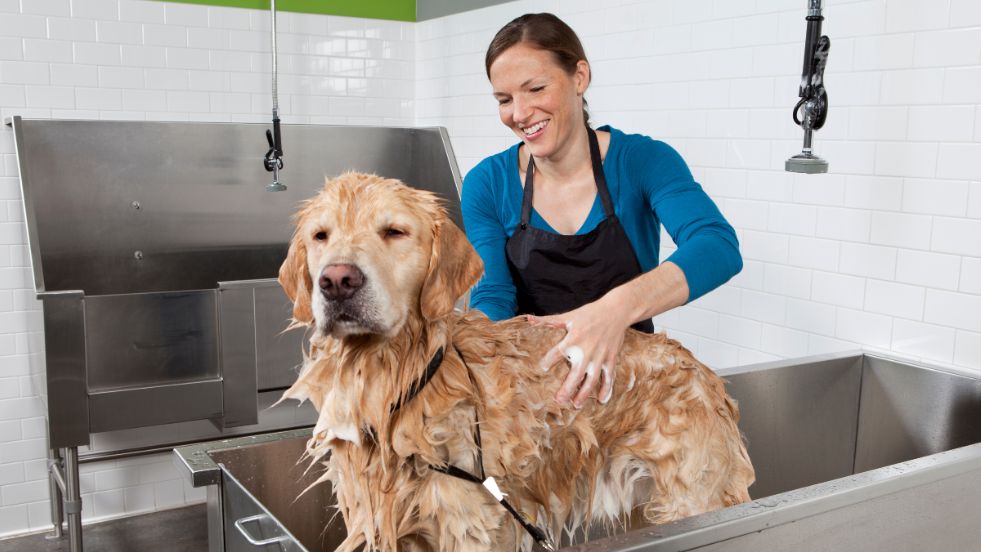 Dog Bath Time Tips to Make Bathing Your Pup Easier and Stress-Free
