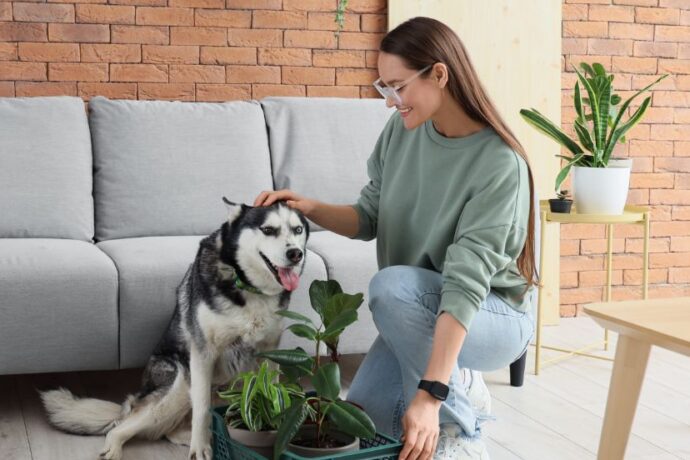 Dog-Friendly Plants to Brighten Your Home and Garden