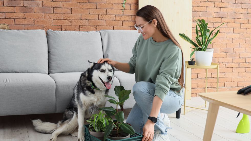 Dog-Friendly Plants to Brighten Your Home and Garden