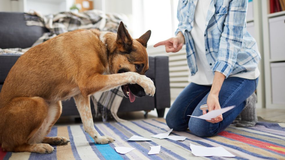 Dog Training Mistakes You’re Probably Making