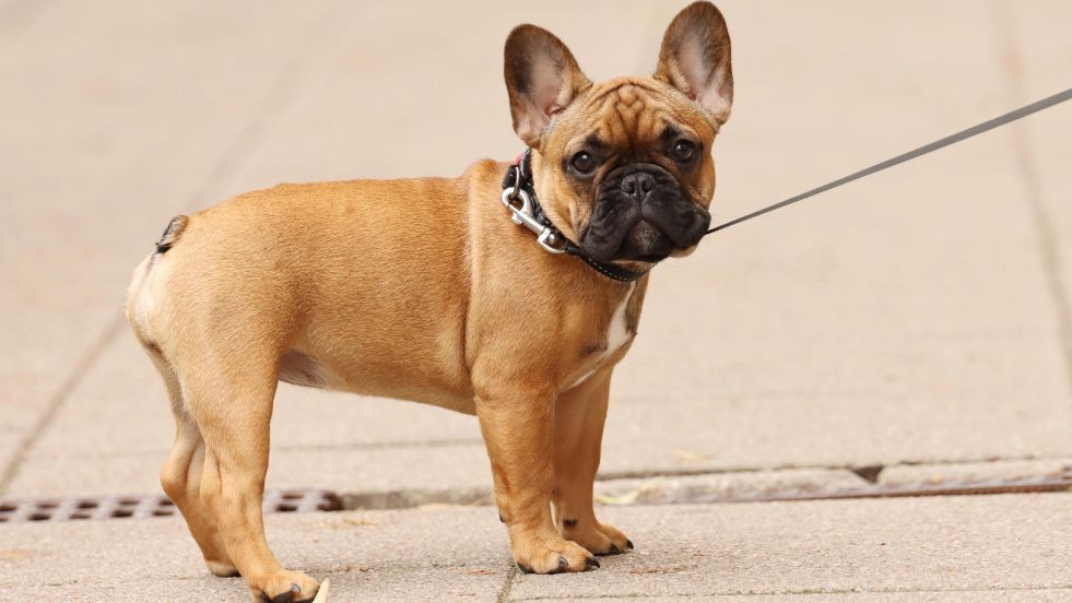 French Bulldog