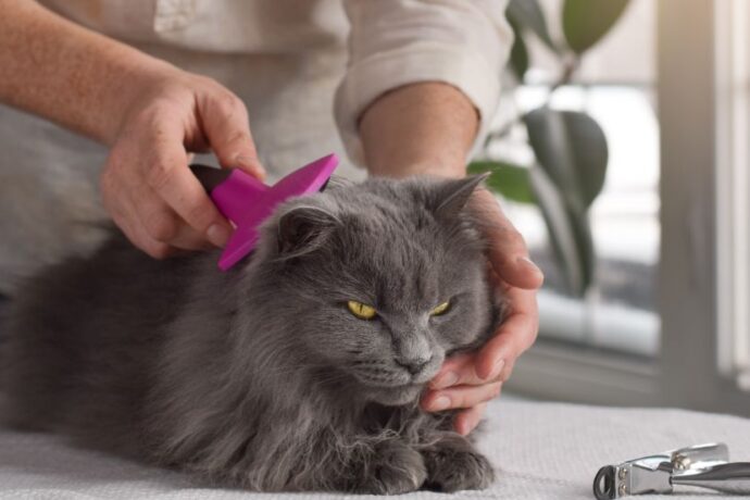 Genius Cat Grooming Hacks Every Cat Owner Should Know