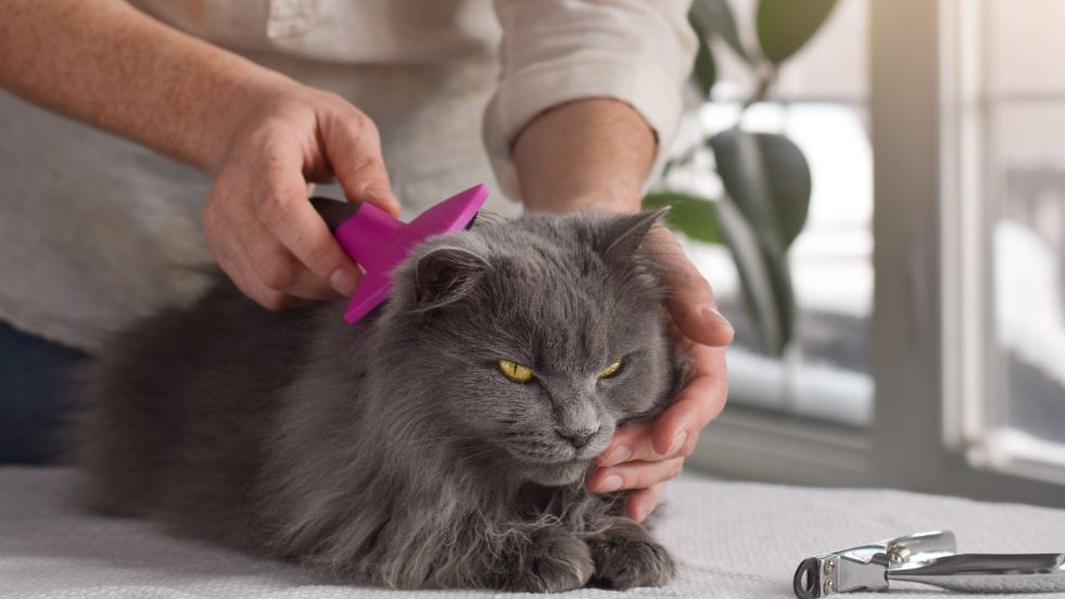 Genius Cat Grooming Hacks Every Cat Owner Should Know