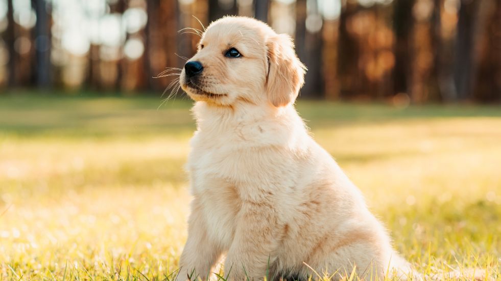Golden Retriever 