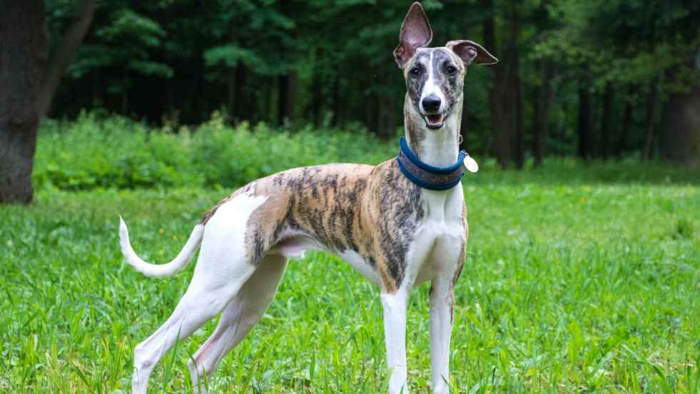 Greyhound