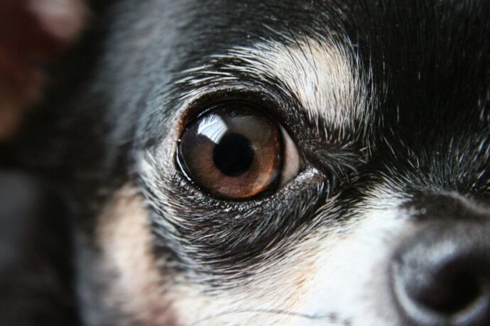 How Dogs See the World vs Humans