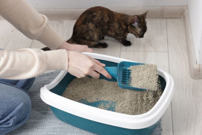 How To Clean Your Cat's Litter Box