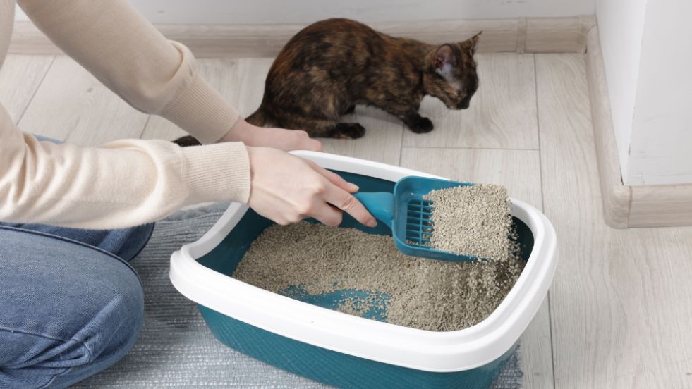 How To Clean Your Cat's Litter Box
