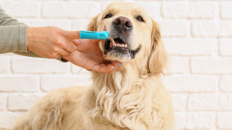 How to Brush Your Dog’s Teeth Naturally