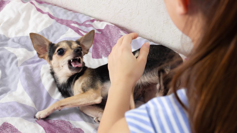 How to Calm an Anxious Dog in Minutes