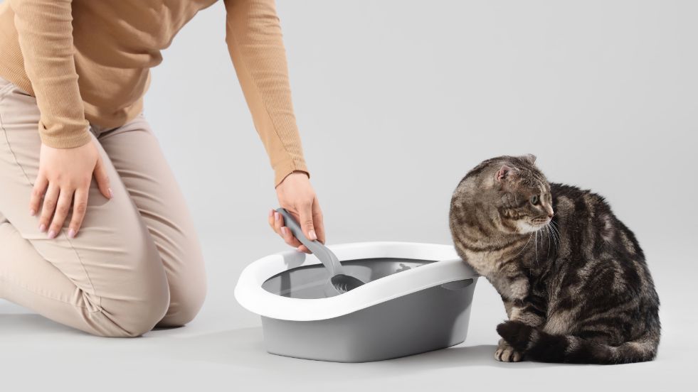 How to Litter Train a Kitten in 3 Days