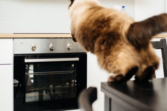 How to Train Cats to Stop Jumping on Counters