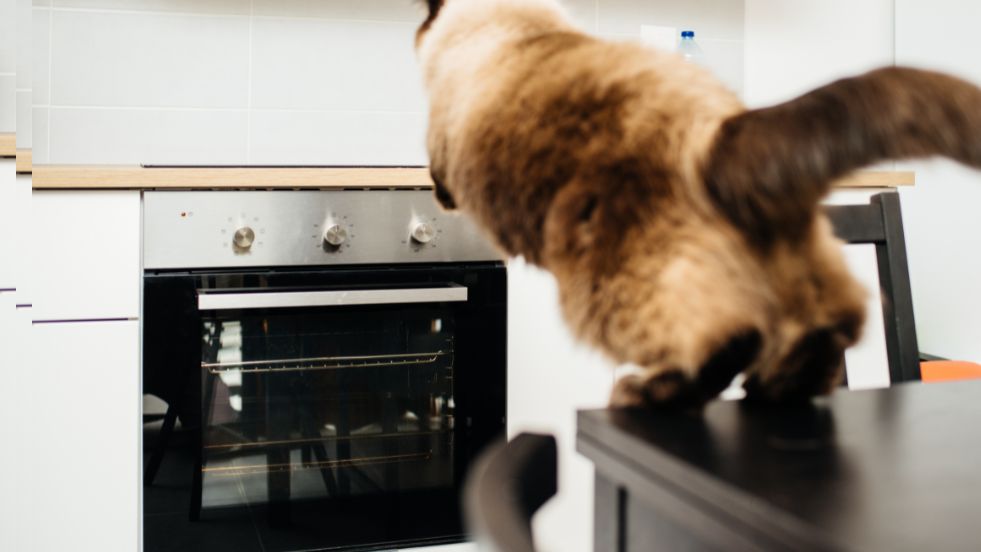 How to Train Cats to Stop Jumping on Counters