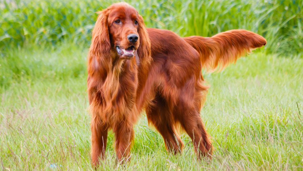 Irish Setter