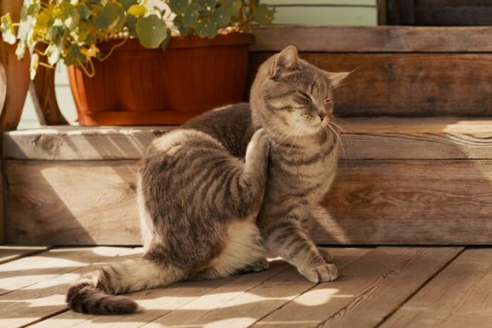 Itchy Cat? Causes, Treatments