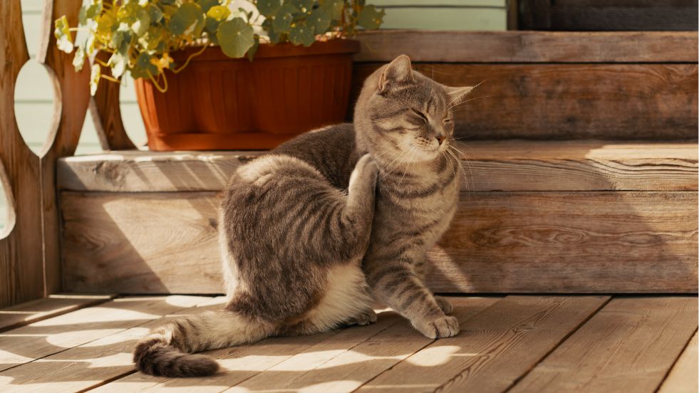 Itchy Cat? Causes, Treatments