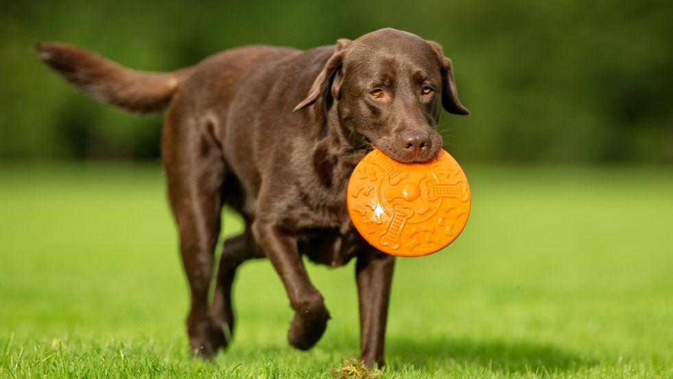 Labrador Retriever