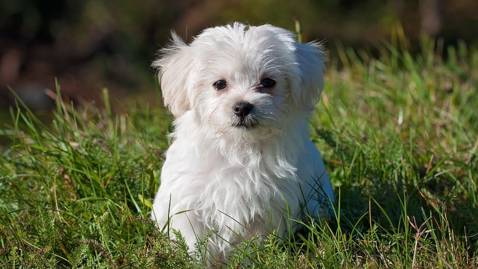 Maltese