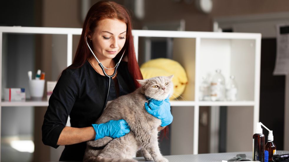 Natural Remedies for Common Cat Problems