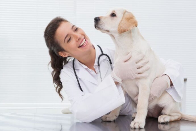 Natural Remedies for Common Dog Issues