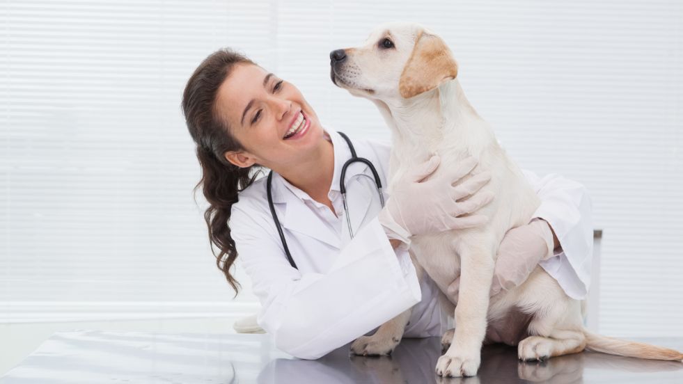 Natural Remedies for Common Dog Issues