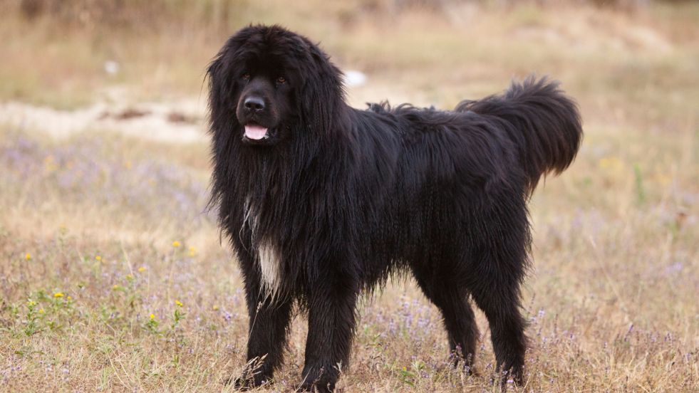 Newfoundland