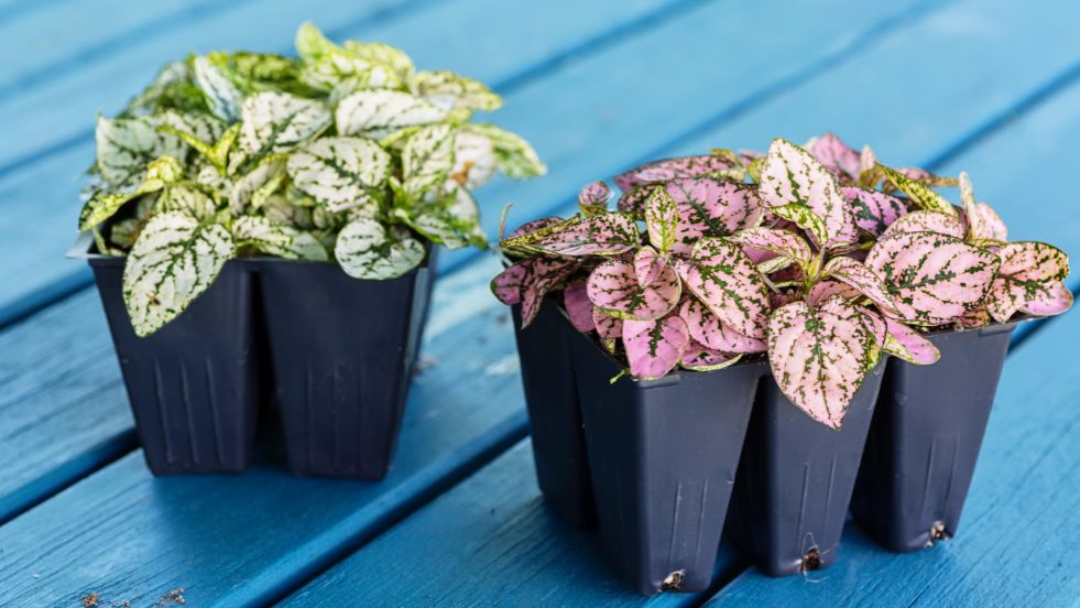 Polka Dot Plant