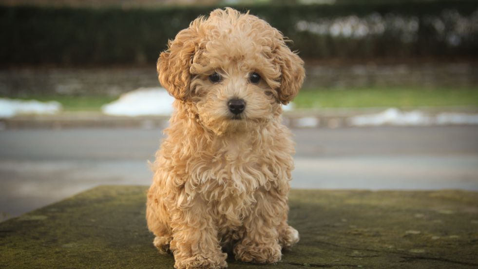 Poodle