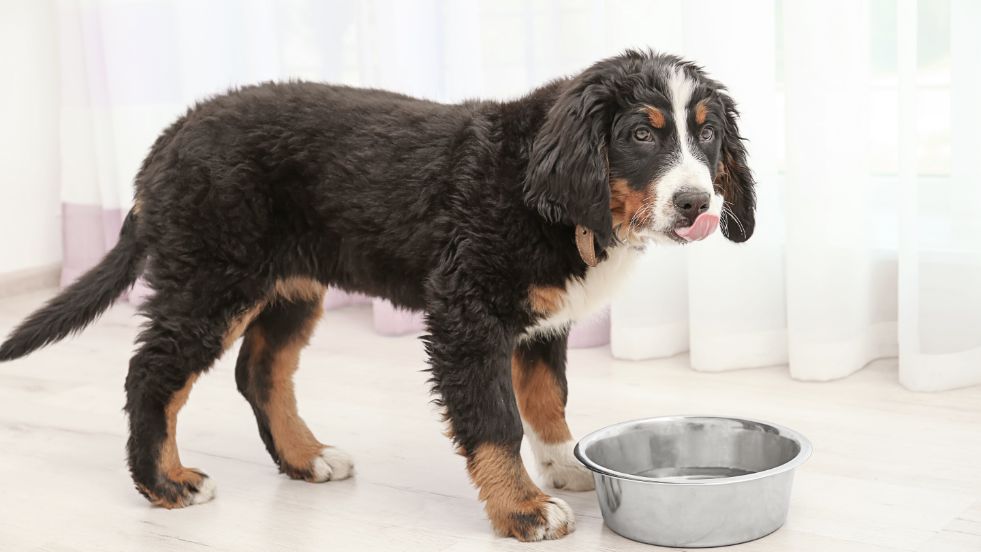Probiotics for Dogs