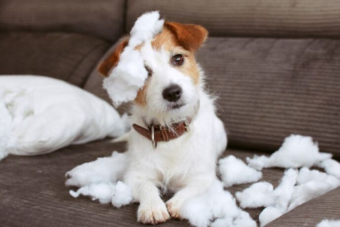 Proven Separation Anxiety Solutions for Dogs