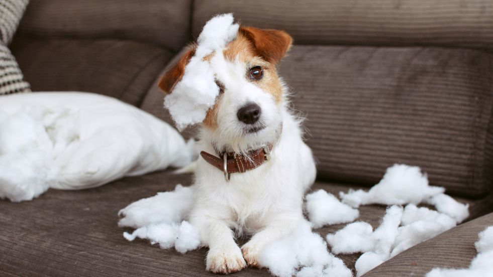 Proven Separation Anxiety Solutions for Dogs