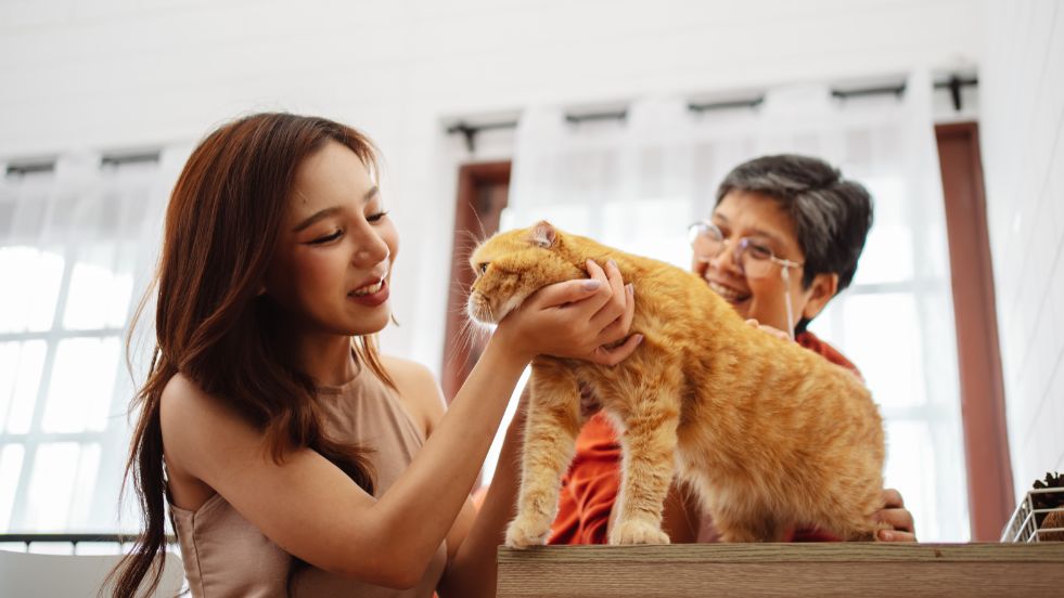 Proven Ways to Keep Indoor Cats Happy and Healthy
