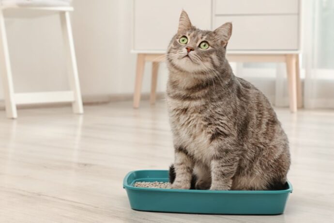 Proven Ways to Stop Cat Litter from Tracking All Over Your Home