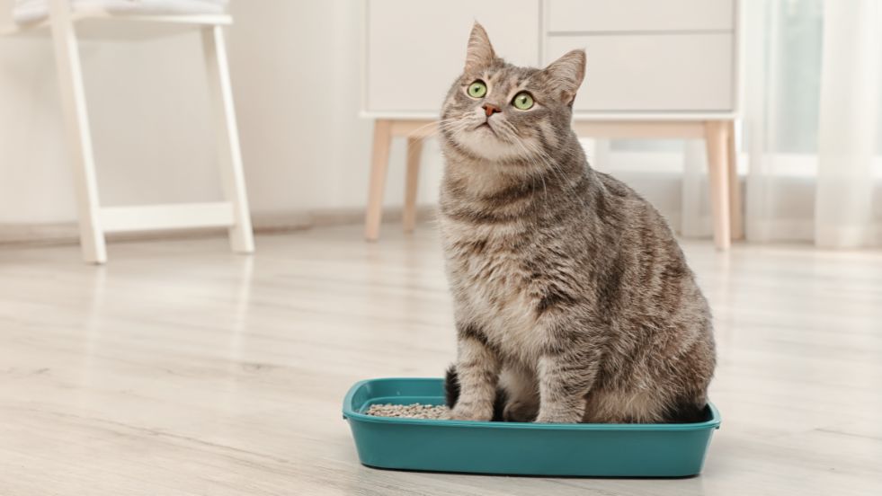 Proven Ways to Stop Cat Litter from Tracking All Over Your Home