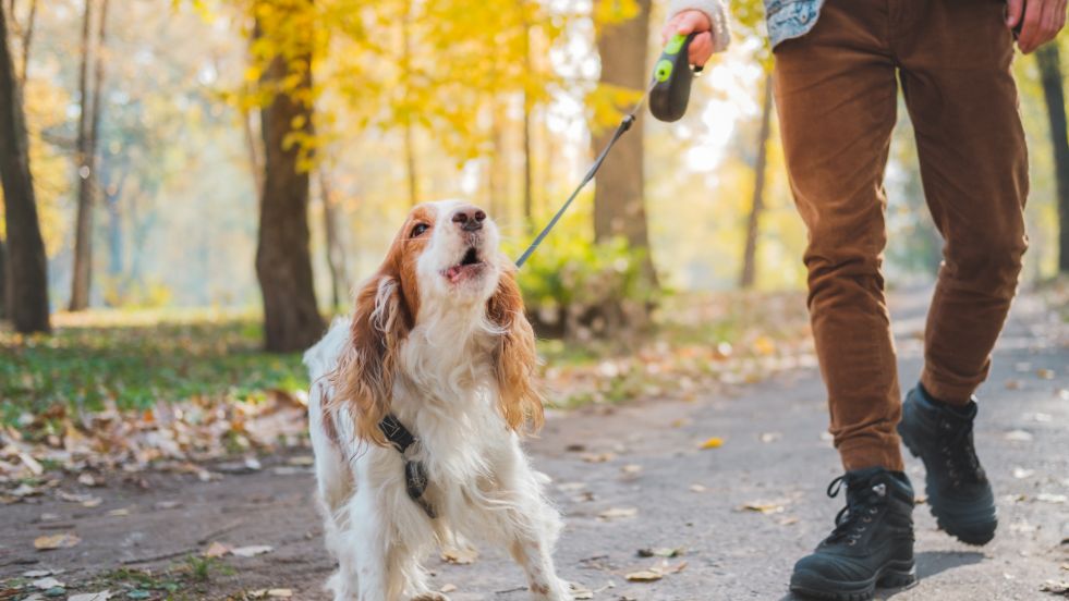 Proven Ways to Stop Your Dog from Barking Too Much
