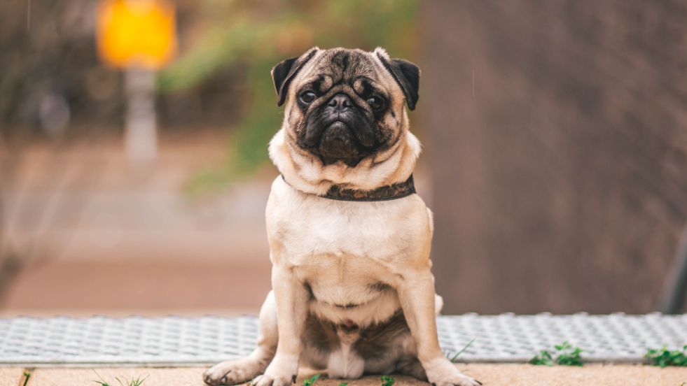 Pug