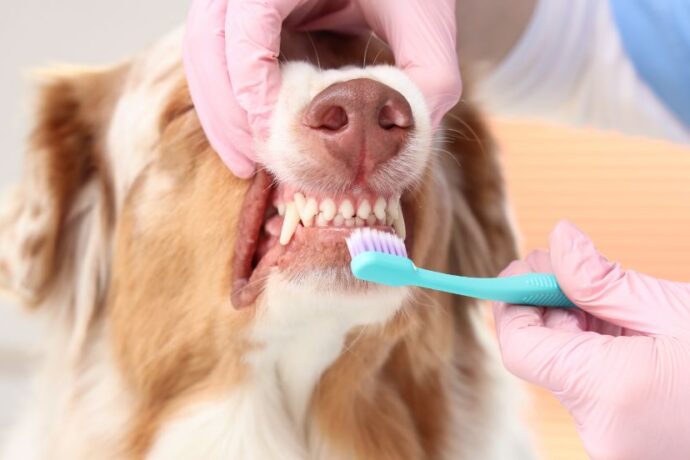 Quick Fix for Smelly Dog Breath