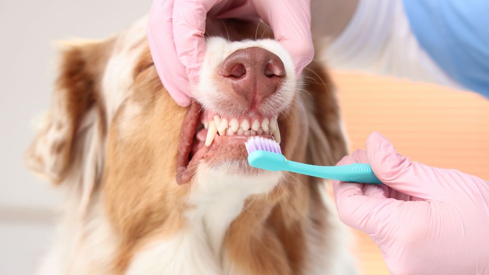 Quick Fix for Smelly Dog Breath