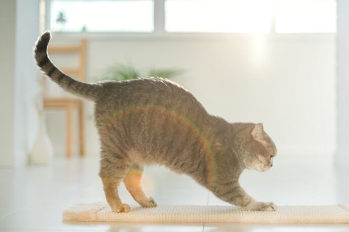 Quick Fixes for Cat Scratching Problems