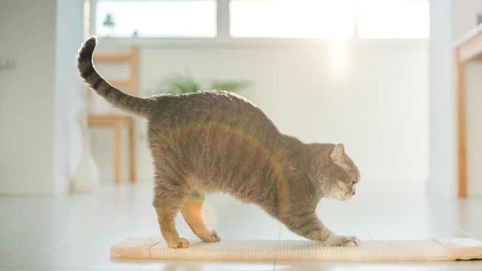 Quick Fixes for Cat Scratching Problems