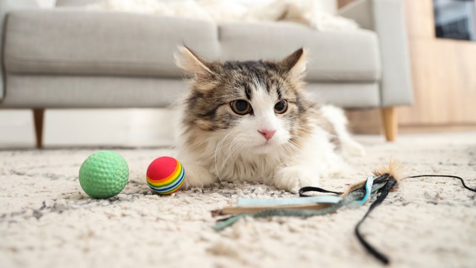 Separation Anxiety in Cats
